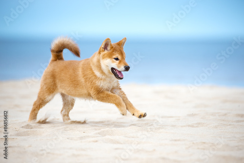 Papier peint happy red shiba inu puppy running on the beach