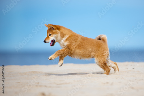 happy shiba inu puppy playing on the beach