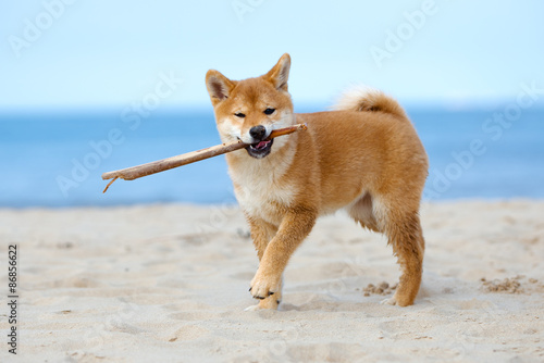 red shiba inu puppy playing with a stick