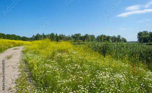 Wild flowers along the shore of a lake in summer