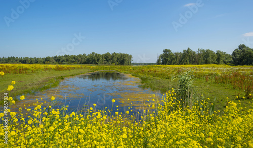 Wild flowers along the shore of a lake in summer