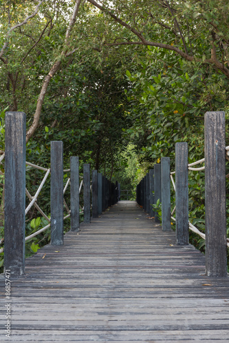 Wood path over river and through tropical forest