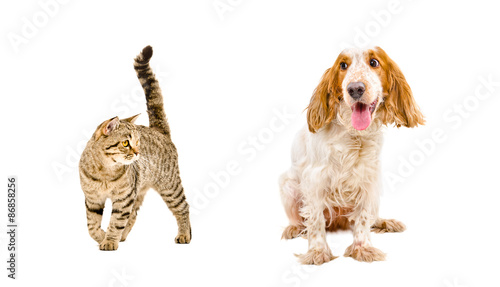 Funny dog of breed Russian Spaniel and cat Scottish Straight © sonsedskaya