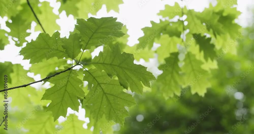 fresh young oak leaves in early summer slowmo 60fps fresh young oak leaves in early summer slowmo 60fps