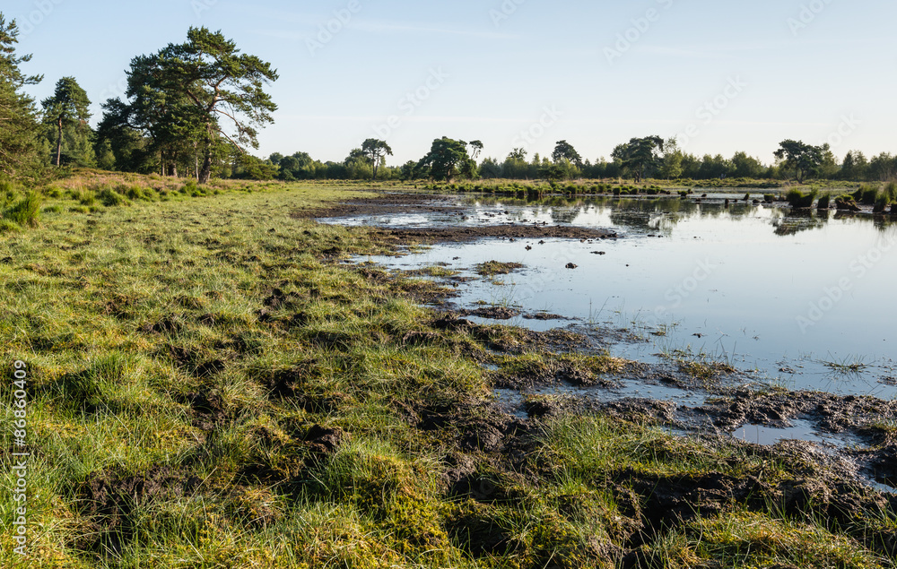 Banks of a fen in a nature reserve