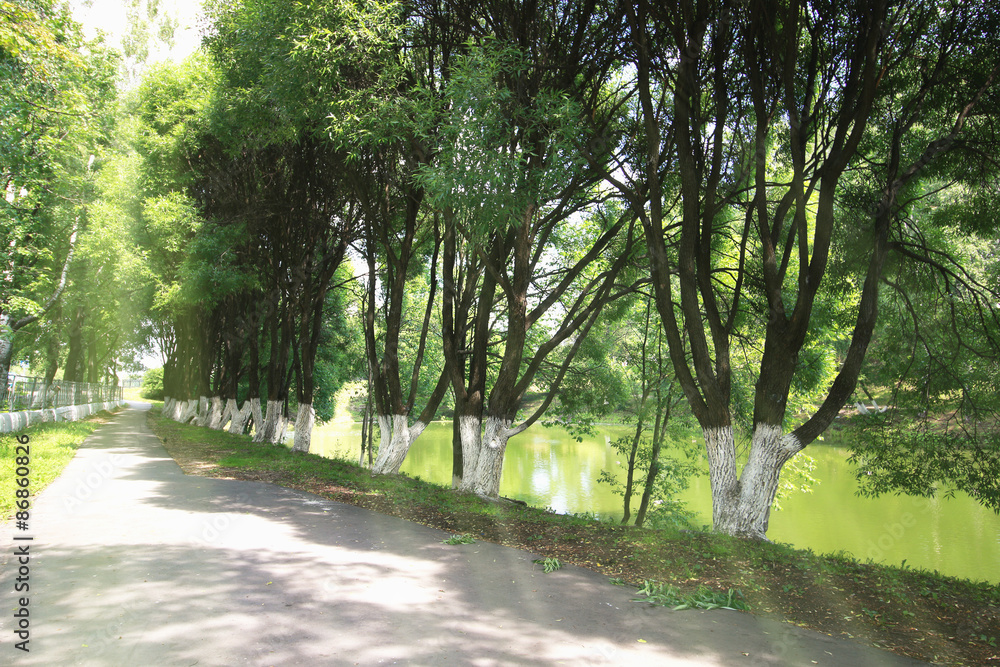 Fototapeta premium landscape park in the city summer