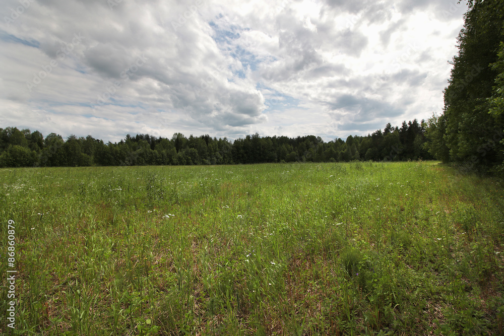 Obraz premium landscape field forest grass