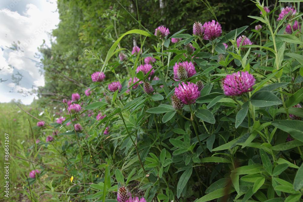 wild clover field wild clover field