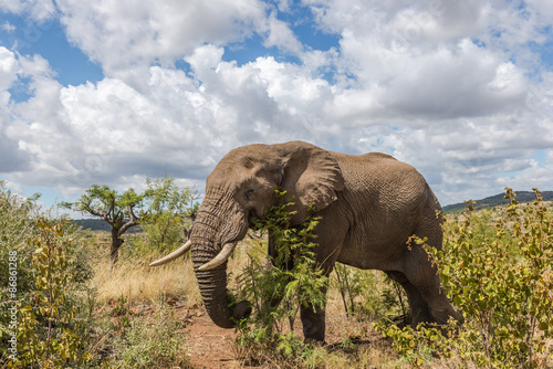 Elephant. Pilanesberg national park. South Africa.    © kamira
