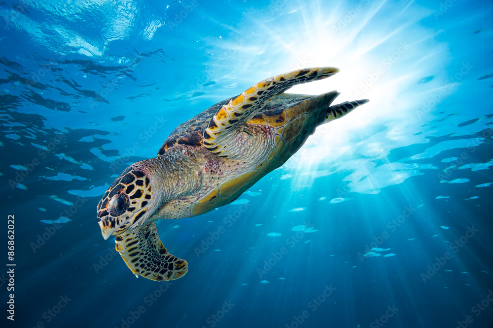 hawksbill sea turtle dives down into the deep blue ocean - obrazy, fototapety, plakaty 