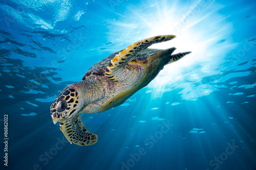 hawksbill sea turtle dives down into the deep blue ocean