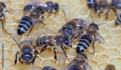 Worker bees © Konstantin Gushcha