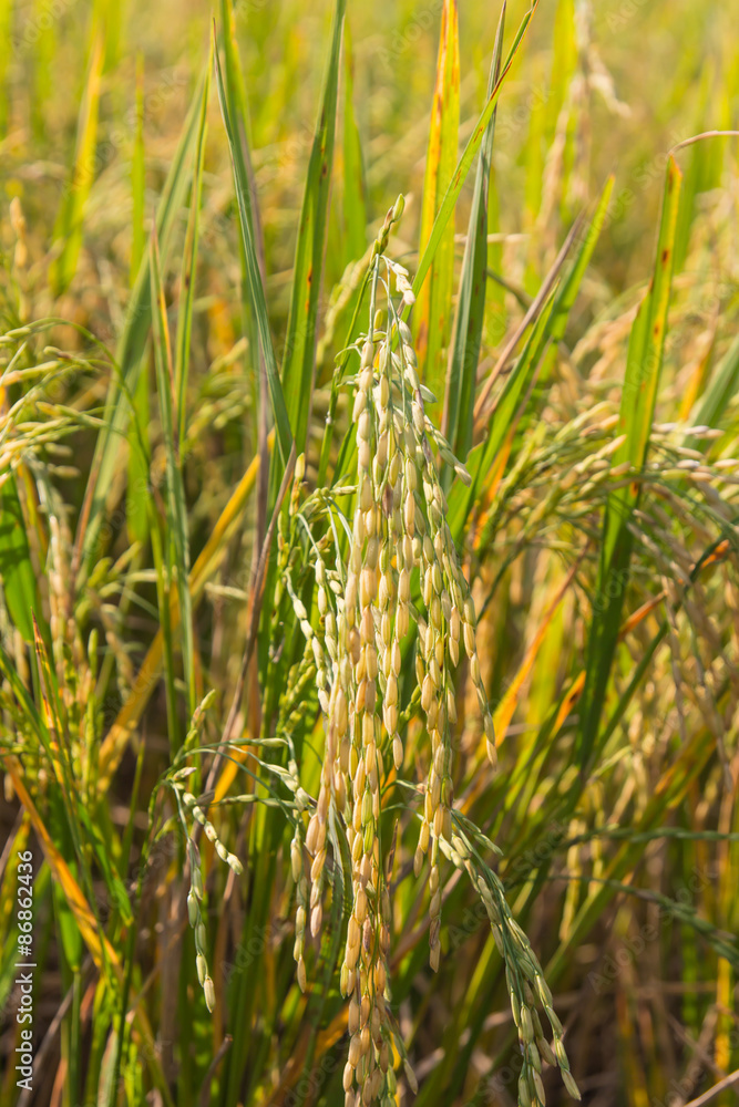Fototapeta premium Rice field