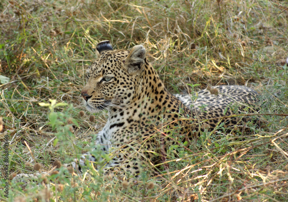 Fototapeta premium Leopard in Botswana