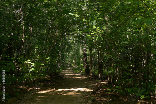 Fototapeta Naklejka Na Ścianę i Meble -  forest path