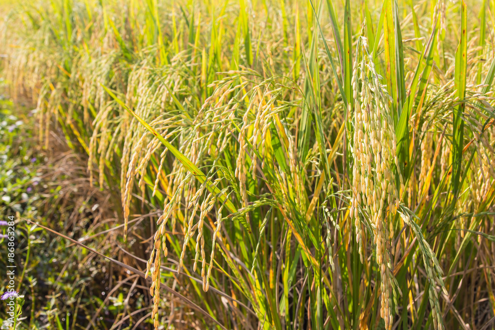 Rice field Rice field