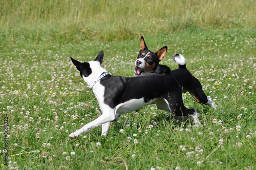 Basenji dogs playing on the grass