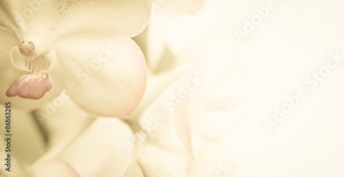 Sweet color orchids in soft color and blur style on mulberry paper texture for background 