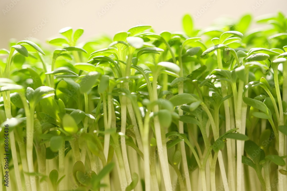 Obraz premium Kresse seitlich