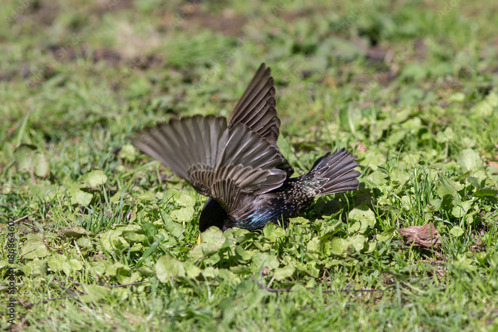 Fototapeta premium starling looking for insects