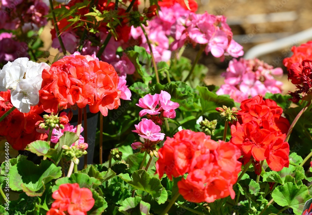 Bright red and pink Geraniums in a garden in England. Bright red and pink Geraniums in a garden in England.