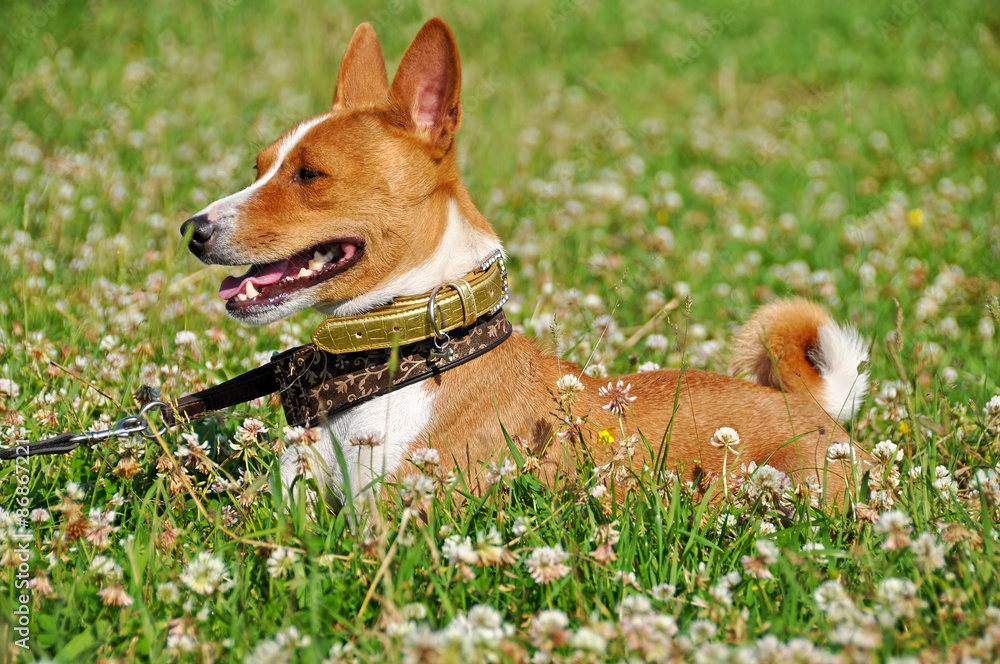 Basenji dog in a grass Basenji dog in a grass