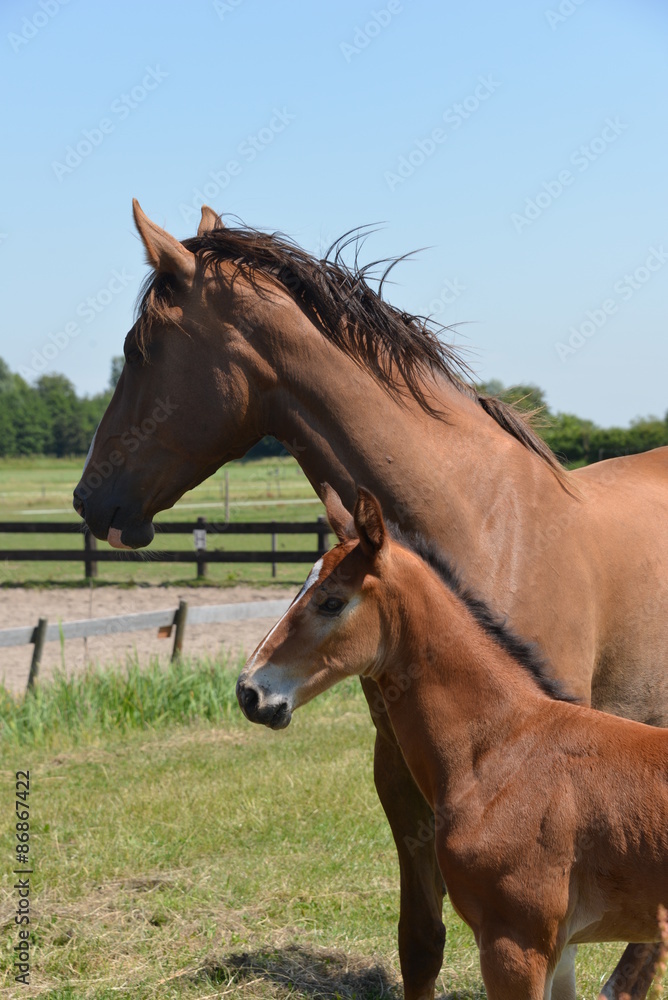 Fototapeta premium Horse and a little pony