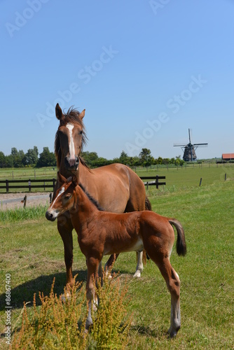 Horse, pony and mill