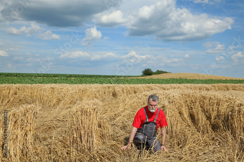 Agriculture, desperate farmer in damaged wheat field © sima