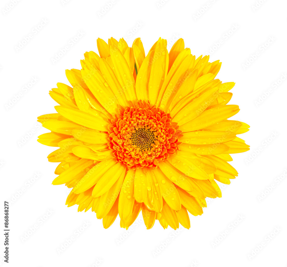 Yellow gerbera flowers isolated on white background. Yellow gerbera flowers isolated on white background.