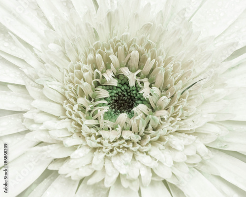 close up beautiful chrysanthemum