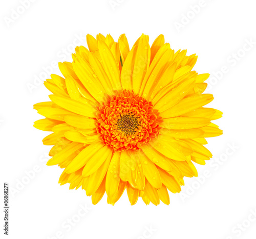 Yellow gerbera flowers isolated on white background.