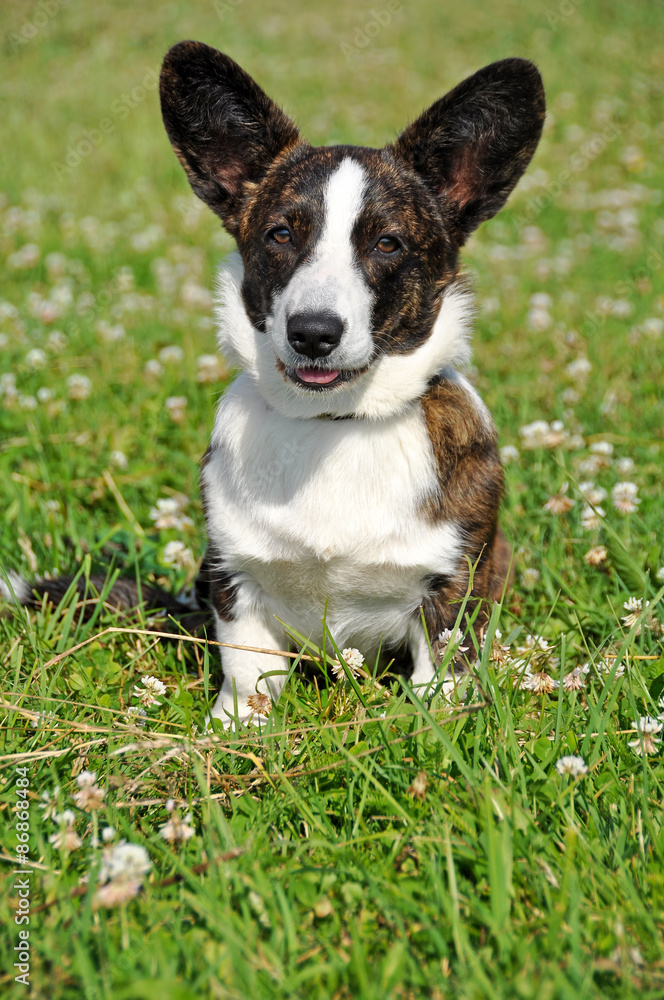 Welsh Cardigan Corgi dog 