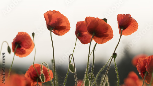 Poppies on the forest background