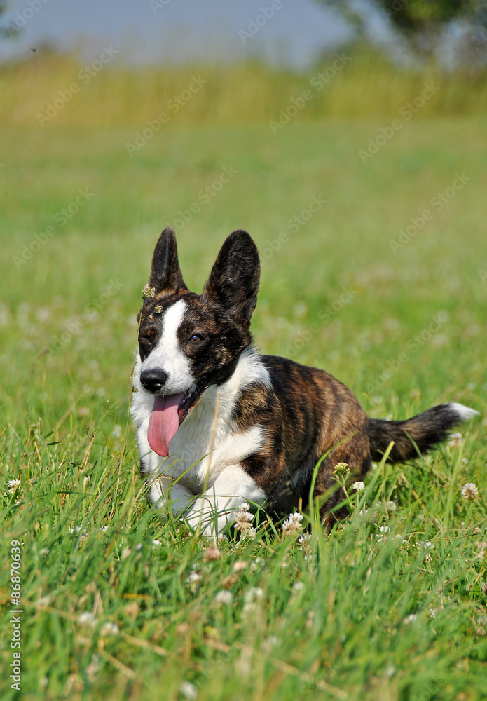 Welsh Cardigan Corgi dog running