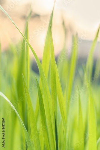 Closeup photo of fresh green grass