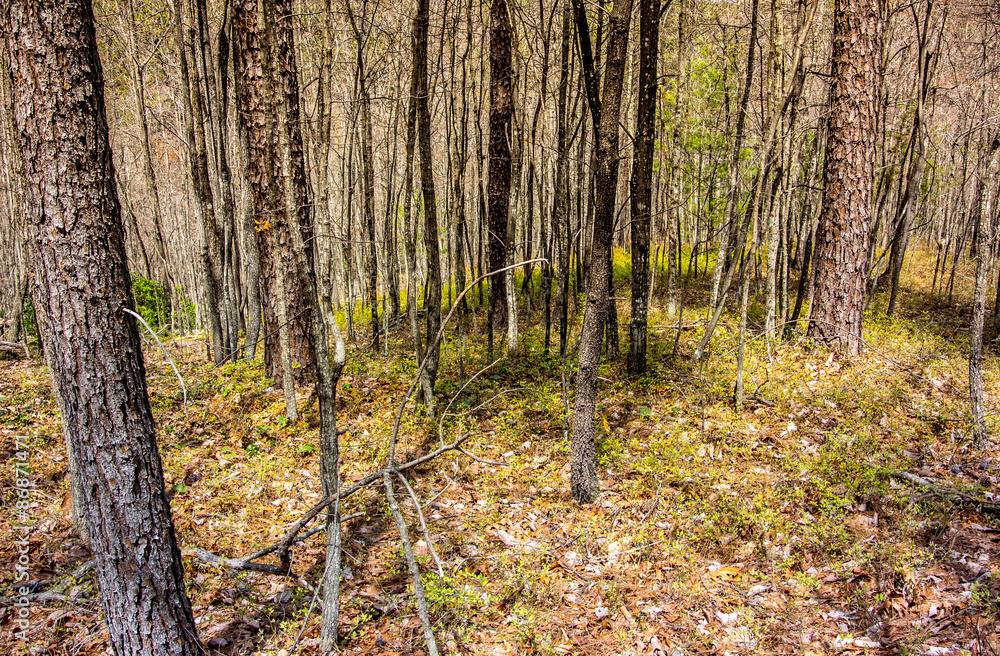 Naklejka premium Southern Forest in Early Spring
