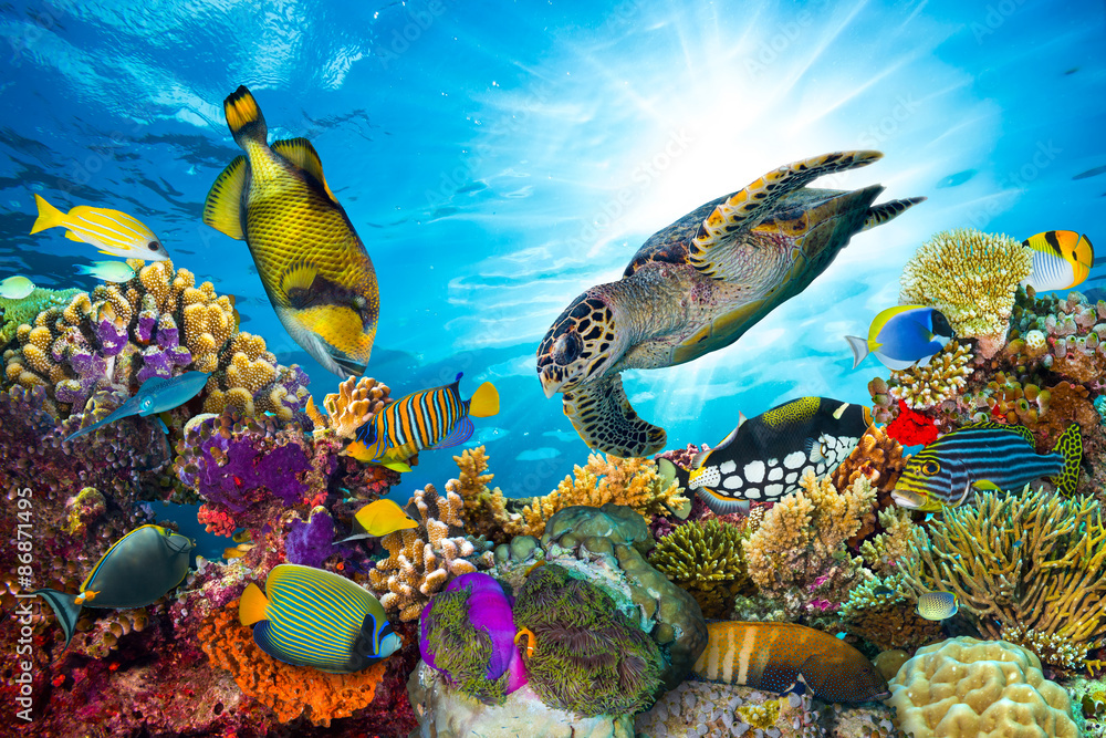 underwater sea life coral reef panorama with many fishes and marine animals - obrazy, fototapety, plakaty 