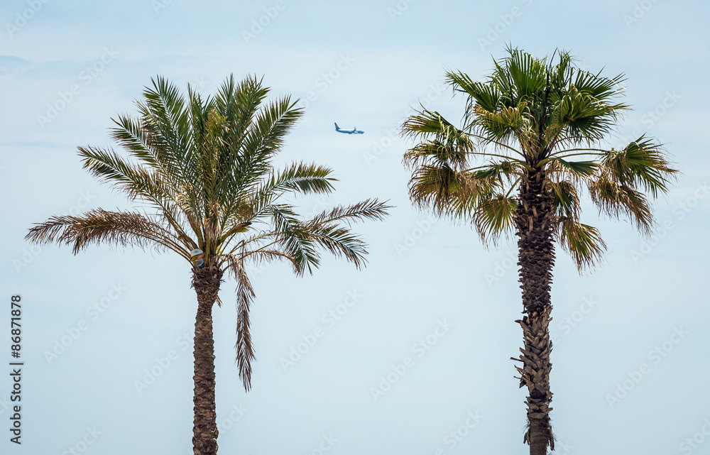 Palm trees on the beach in Barcelona, Spain