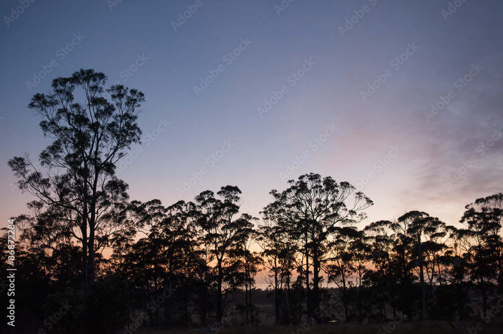 Gumtrees at first light Gumtrees at first light