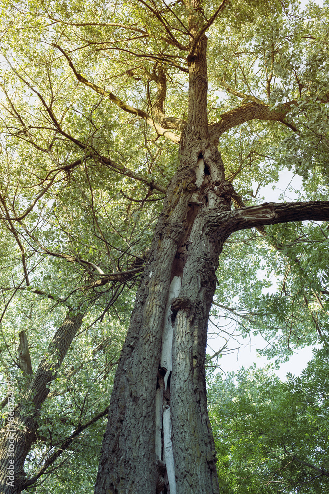Fototapeta premium giant tree
