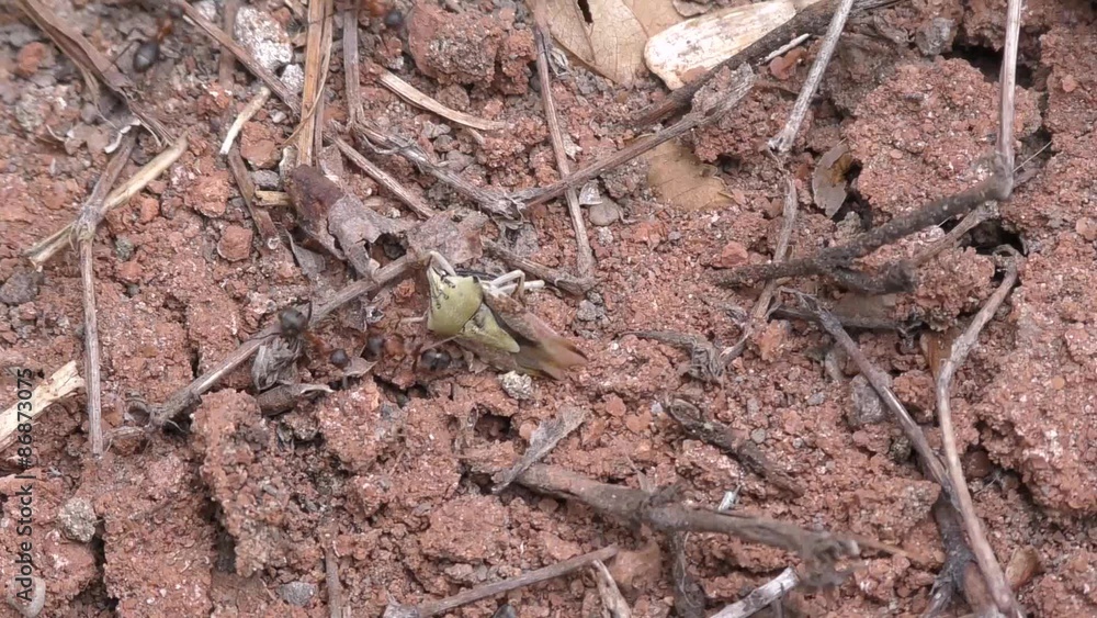 Ants are pulling the beetle in the anthill Ants are pulling the beetle in the anthill