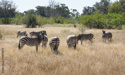 flock of zebras