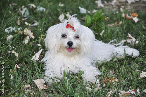 maltese dog lying grass