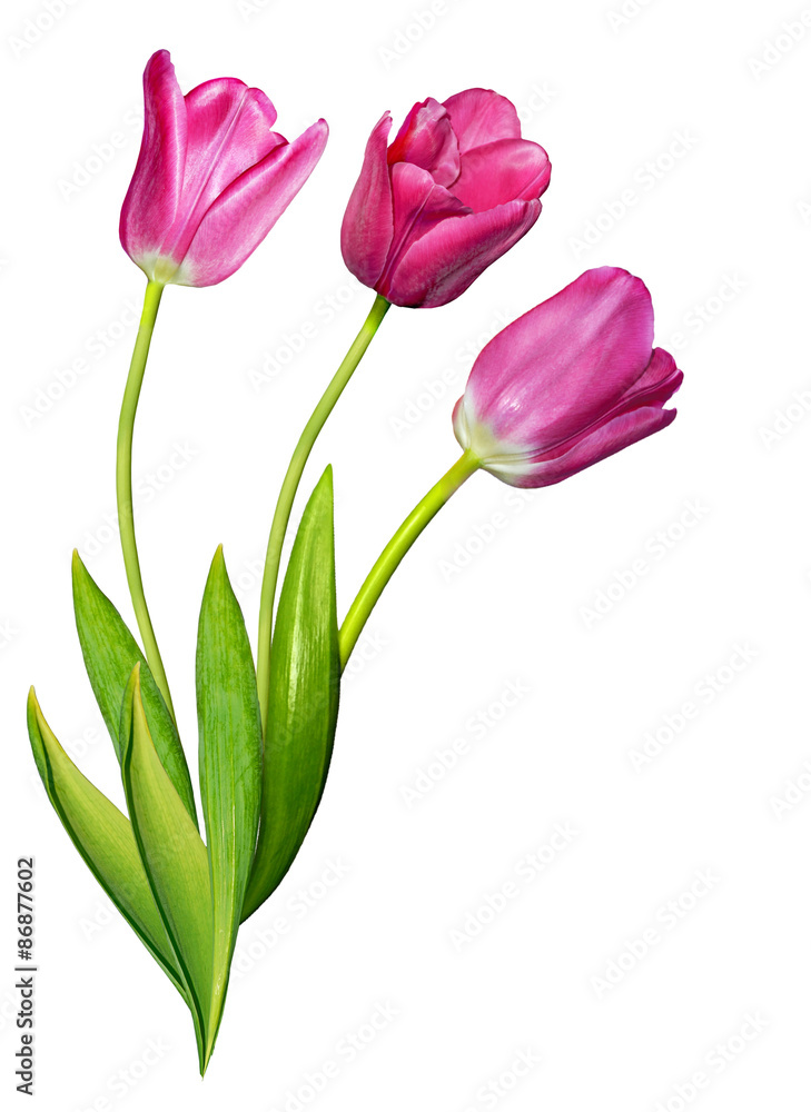 spring flowers tulips isolated on white background spring flowers tulips isolated on white background