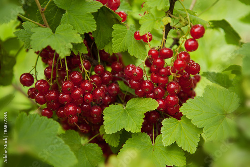 Red currant growing in the garden