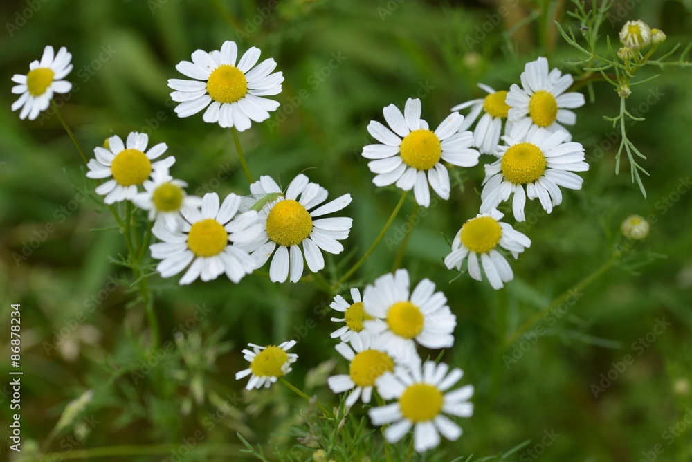 Wild daisy Wild daisy