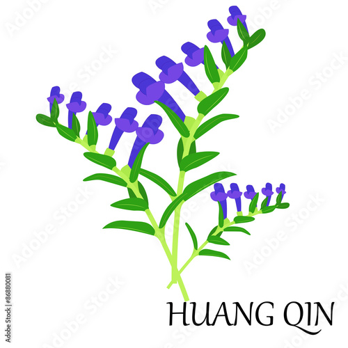 huang qin. vector illustration of chinese herb scutellaria photo