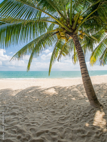 sea and coconut palm