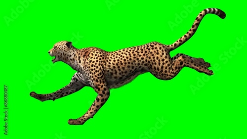 Cheetah - Green Screen © sabida